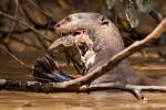 Fisch ist ihre Leibspeise - Riesenotter (Pteronura brasiliensis), Giant Otter