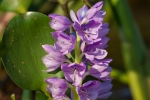 Wasserhyazinthe (Eichhornia)