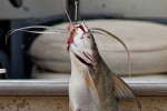 Anglerglück - ein großer Wels (Giant Catfish)
