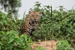 Jaguar (Panthera onca)