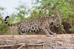 Jaguar (Panthera onca)