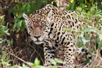 Alter Haudegen - Jaguar (Panthera onca)