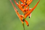 Helikonien (Heliconia), auch Hummerscheren oder Falsche Paradiesvogelblumen