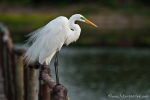 Silberreiher (Ardea alba), Great Egret