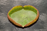 Blatt einer Riesenseerose (Victoria amazonica), Giant water lilies