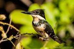 Amazonasfischer (Chloroceryle amazona), Amazon Kingfisher