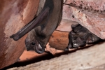 Vampirfledermaus (Desmodus rotundus), Common Vampire Bat