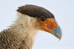 Schopfkarakara (Caracara plancus), Southern Crested Caracara