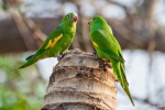 Kanarienflügelsittich (Brotogeris chiriri), Yellow-Chevroned Parakeet