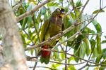 Maximilianpapagei (Pionus maximiliani), Scaly-Headed Parrot