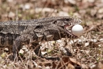 Schwarzweißer Teju (Tupinambis merianae)