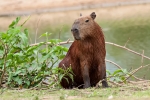 Capybaras oder auch Wasserschweine (Hydrochoerus hydrochaeris) - die größten Nagetiere der Welt