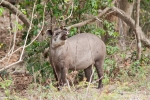 Flachlandtapir (Tapirus terrestris), Brazilian Tapir