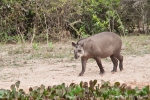 Flachlandtapir (Tapirus terrestris), Brazilian Tapir