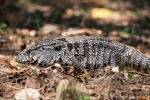 Schwarzweißer Teju (Tupinambis merianae)