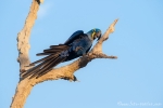 Hyazinth-Ara (anodorhynchus, hyacinthus), Hyacinthine macaws