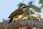 Grünbindenspecht (Chrysoptilus melanochloros), Green-Barred Woodpecker