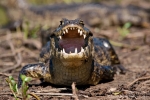 Brillenkaiman (Caiman yacare), Caiman (Jacaré)