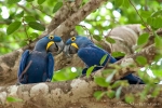 Hyazinth-Aras (anodorhynchus, hyacinthus), Hyacinthine macaws