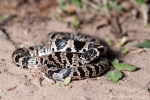 Natter (Sibynomorphus Turgidus), Bolivian tree snake