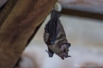 Langnasenfledermaus (Dryadonycteris capixaba ), Atlantic Forest Long-nosed Bat