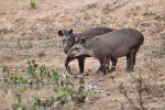 Flachlandtapir (Tapirus terrestris), Brazilian Tapir