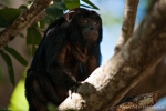 Schwarzer Brüllaffe (Alouatta caraya), Black Howler Monkey