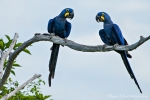 Hyazinth-Aras (anodorhynchus, hyacinthus), Hyacinthine macaws