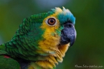 Blaustirnamazone (Amazona aestiva), Turquoise-Fronted Amazon