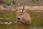 Pampashirsch (Ozotoceros bezoarticus), Pampas deer