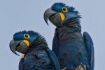 Hyazinth-Ara (anodorhynchus, hyacinthus), Hyacinthine macaws