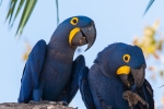 Hyazinth-Ara (anodorhynchus, hyacinthus), Hyacinthine macaws