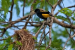 Gelbbürzelkassike oder Gelbrücken-Stirnvogel (Cacicus cela), Yellow-Rumped Cacique