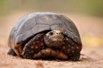 Köhler- oder Rotfußschildkröte (Chelonoidis carbonaria), Red-footed Tortoise