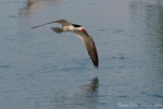 Schwarzmantel-Scherenschnabel (Rynchops niger), Black Skimmer