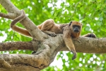 Weibchen und Nachwuchs der Schwarzen Brüllaffen (Alouatta caraya), Black Howler Monkey