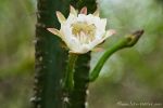 Blüte des Kaktus „Mandacarú“ (Cereus jamacaru)