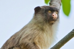 Schwarzschwanz-Seidenäffchen (Callithrix melanura), Black-tailed marmoset