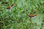 Küken des Gelbstirnblatthühnchens (Jacana jacana), Wattled Jacana