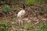 Jabiru (Jabiru mycteria), ein Storchenvogel