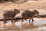 Capybaras oder auch Wasserschweine