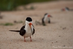 Schwarzmantel-Scherenschnäbel (Rynchops niger), Black Skimmer