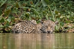 Nicht wasserscheu - Jaguar (Panthera onca)