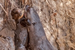 Allein kommt der Kleine nicht hoch, Riesenotter (Pteronura brasiliensis), Giant Otter