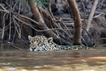 Gute Schwimmer - Jaguar (Panthera onca)