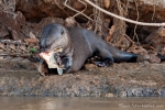 Leben von Fisch - Riesenotter (Pteronura brasiliensis), Giant Otter