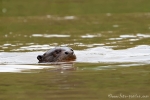 Riesenotter (Pteronura brasiliensis), Giant Otter