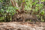 Jaguar (Panthera onca)