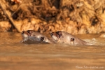 Riesenotter (Pteronura brasiliensis), Giant Otter