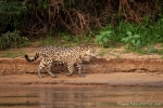 Jaguar (Panthera onca)